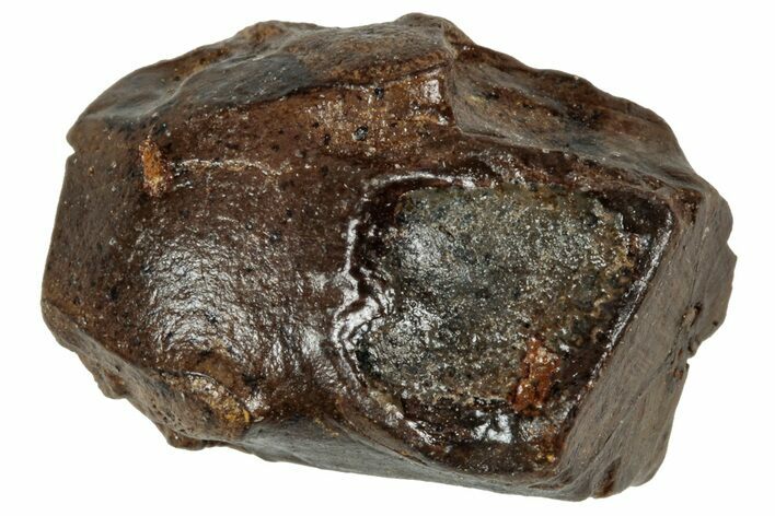 Fossil Triceratops Shed Tooth - Wyoming #358169